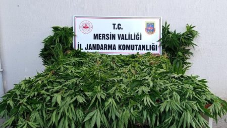 Ormanda kenevir yetiştirenlere suçüstü operasyon: 2 tutuklama
